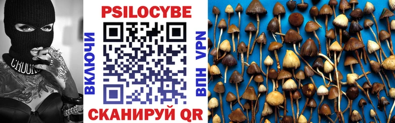 как найти наркотики  Гвардейск  mega ТОР  Псилоцибиновые грибы мицелий 